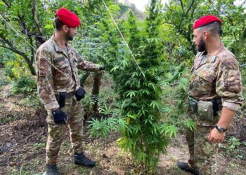 Carlentini. I Carabinieri scoprono piantagione di marijuana ai Santuzzi: due denunciati