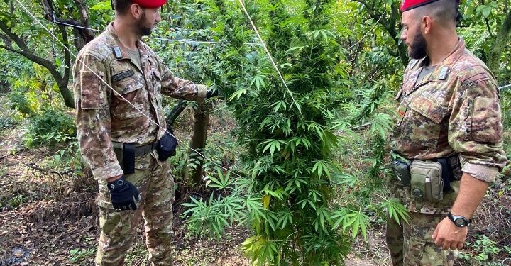Carlentini. I Carabinieri scoprono piantagione di marijuana ai Santuzzi: due denunciati