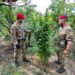 Carlentini. I Carabinieri scoprono piantagione di marijuana ai Santuzzi: due denunciati
