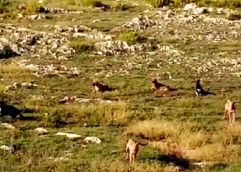 Siracusa. Cani randagi sulla pista ciclabile “Rossana Maiorca”