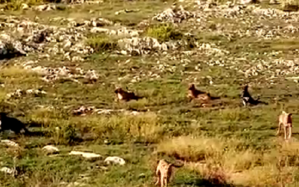 Siracusa. Cani randagi sulla pista ciclabile “Rossana Maiorca”