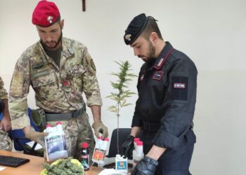 Carlentini. Trovato in possesso di una pianta di marijuana: arrestato 40enne