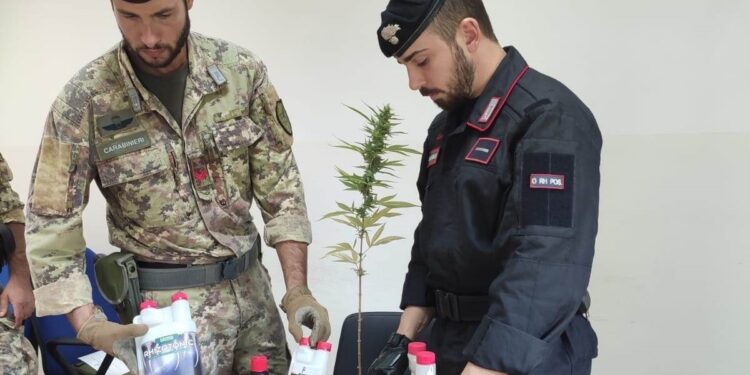 Carlentini. Trovato in possesso di una pianta di marijuana: arrestato 40enne