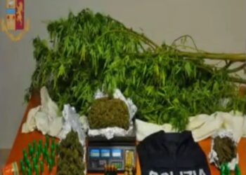 Lentini. Operazione antidroga, scoperta una piantagione di marijuana in una campagna