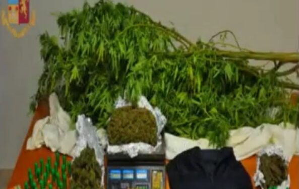 Lentini. Operazione antidroga, scoperta una piantagione di marijuana in una campagna