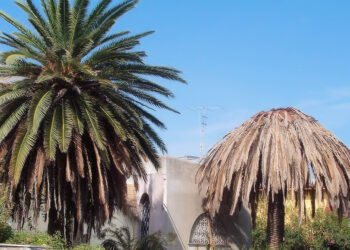 Siracusa. Punteruolo rosso, l’Amministrazione chiede un piano di lotta alternativo