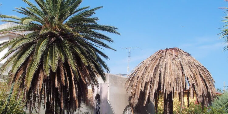 Siracusa. Punteruolo rosso, l’Amministrazione chiede un piano di lotta alternativo