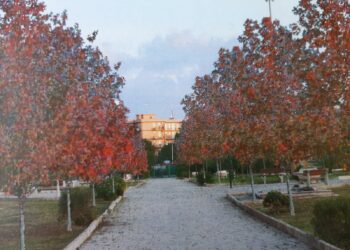 Siracusa. Festa dell’albero, al via a tre progetti del comune dedicati a piazza Santa Lucia, Bosco Minniti e scuola Archia