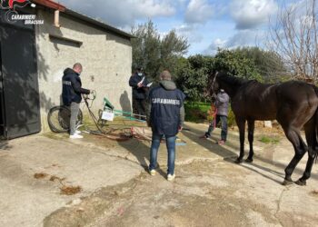 Noto. Pubblicano su Facebook video di una corsa clandestina di cavalli: denunciati