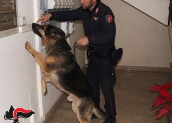 Priolo Gargallo. Spacciava marijuana anche da casa, arrestato pusher