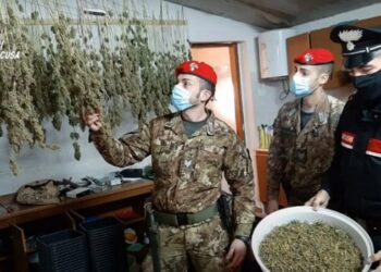 Augusta. Blitz antidroga dei Carabinieri, sequestrati 5 kg di marijuana