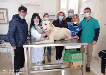 Canicattini. Trova casa e una nuova famiglia Casper, il randagio salvato dall’Enpa in una notte di freddo