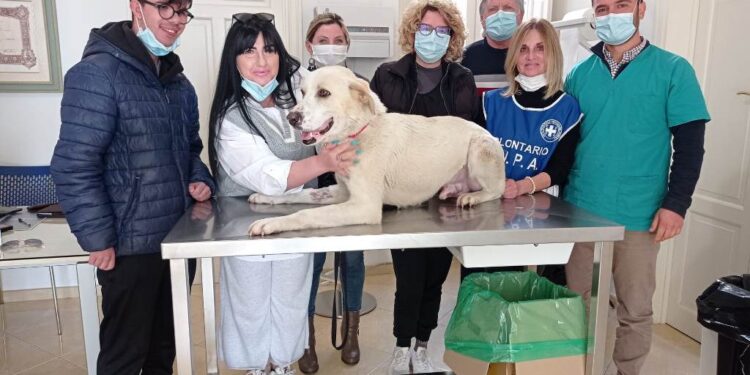 Canicattini. Trova casa e una nuova famiglia Casper, il randagio salvato dall’Enpa in una notte di freddo