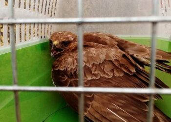 Siracusa. Un agente salva una poiana in grave pericolo di vita