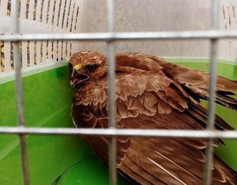 Siracusa. Un agente salva una poiana in grave pericolo di vita