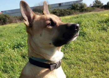 Floridia. Individuato e denunciato l’uccisore del cane Lucky