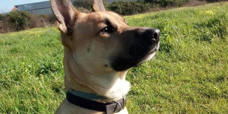 Floridia. Individuato e denunciato l’uccisore del cane Lucky