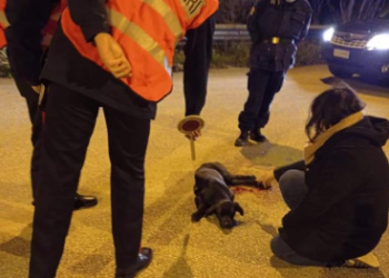 Palazzolo Acreide. Cane gravemente ferito giaceva ai bordi della strada: soccorso dai Carabinieri