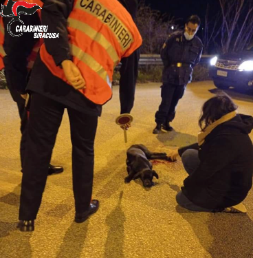 Palazzolo Acreide. Cane gravemente ferito giaceva ai bordi della strada: soccorso dai Carabinieri