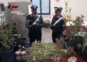 Floridia. I Carabinieri sequestrano una mini serra di marijuana, arrestato presunto pusher