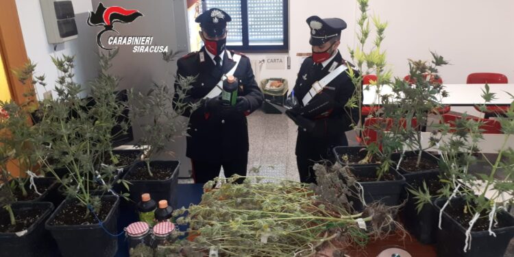 Floridia. I Carabinieri sequestrano una mini serra di marijuana, arrestato presunto pusher