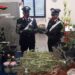 Floridia. I Carabinieri sequestrano una mini serra di marijuana, arrestato presunto pusher