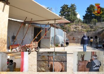 Noto. Maltrattamenti a cavalli per corse clandestine, sanzioni per 9 mila euro