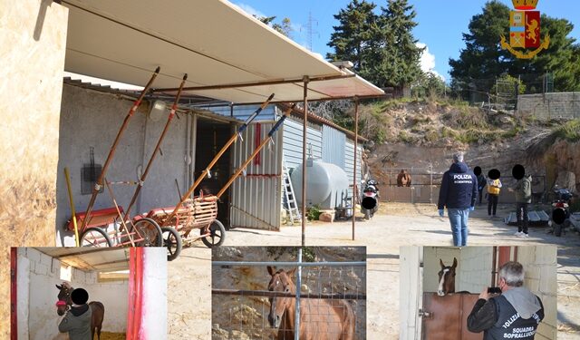 Noto. Maltrattamenti a cavalli per corse clandestine, sanzioni per 9 mila euro