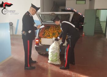 Lentini. Arrestato dai Carabinieri un ladro seriale di agrumi