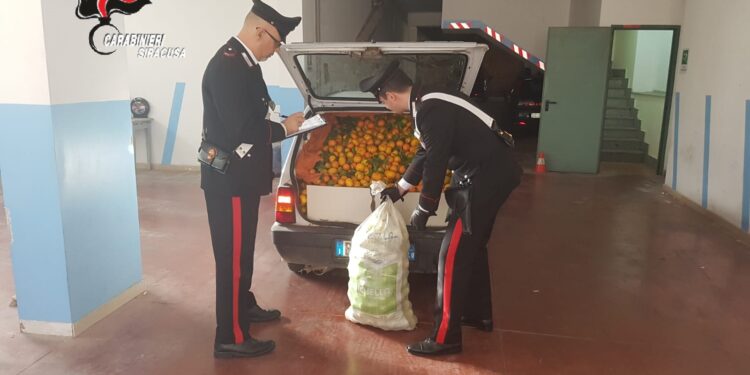 Lentini. Arrestato dai Carabinieri un ladro seriale di agrumi