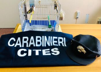 Siracusa. Stroncato dai carabinieri un traffico illegale di cardellini