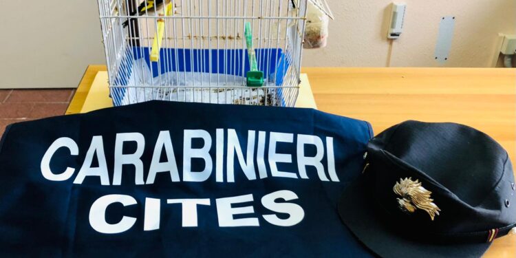 Siracusa. Stroncato dai carabinieri un traffico illegale di cardellini