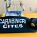 Siracusa. Stroncato dai carabinieri un traffico illegale di cardellini