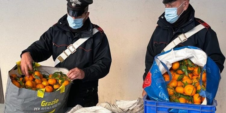 Siracusa. Sorpresi a rubare agrumi, due denunciati