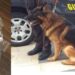 Siracusa. Guardia di Finanza e cani antidroga in azione: arrestato un pusher