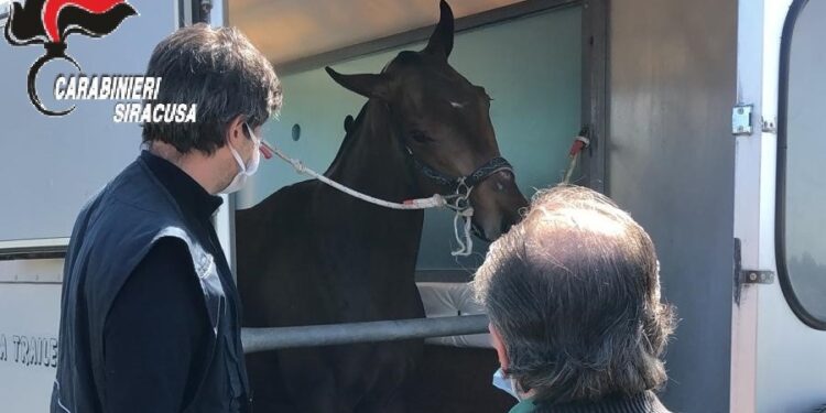 I Carabinieri interrompono una corsa clandestina di cavalli sulla Maremonti, 16 denunciati