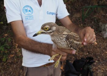 Siracusa. Grotta Monello, liberato un esemplare di Occhione