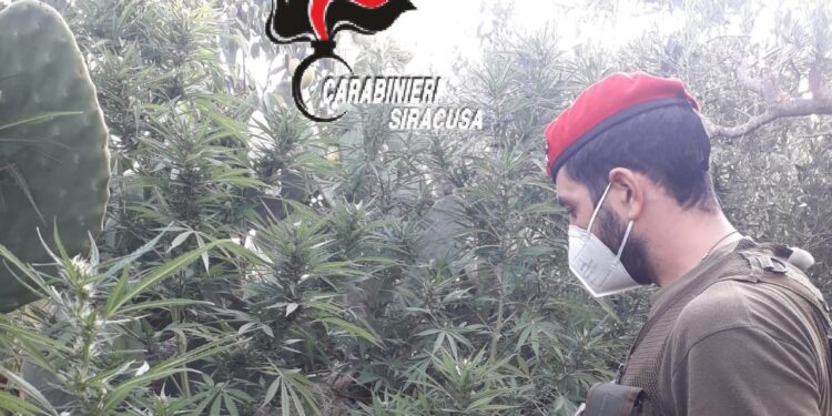 Carlentini. Rinvenuta piantagione di canapa indiana, arrestato un 58enne