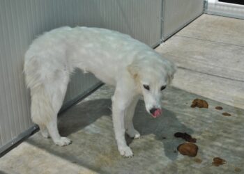 Noto. Denunciati due dipendenti comunali per abuso d’ufficio, omissione d’atti d’ufficio e maltrattamento di animali