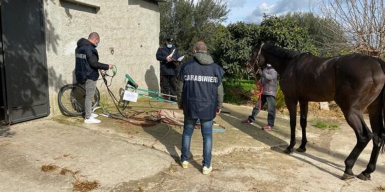 Canicattini Bagni. Corsa clandestina di cavalli sulla Maremonti, denunciate 4 persone e sequestrato un equino