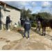 Canicattini Bagni. Corsa clandestina di cavalli sulla Maremonti, denunciate 4 persone e sequestrato un equino
