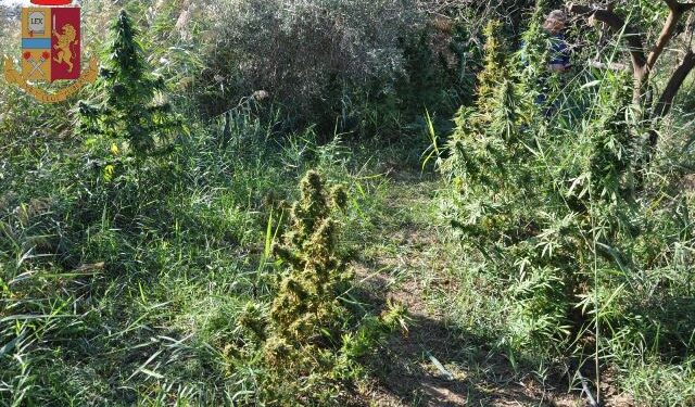 Lentini. Sorpreso mentre innaffia le sue piante di marijuana