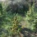 Lentini. Sorpreso mentre innaffia le sue piante di marijuana