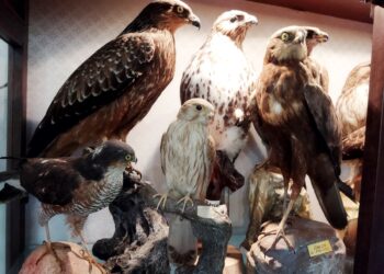 Siracusa. Collezionava uccelli imbalsamati protetti, denunciato