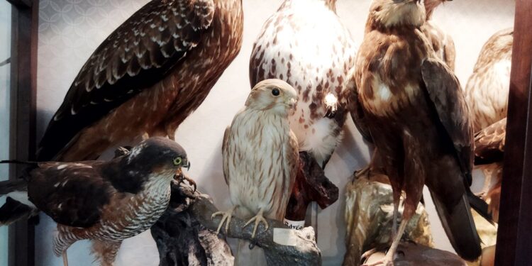 Siracusa. Collezionava uccelli imbalsamati protetti, denunciato