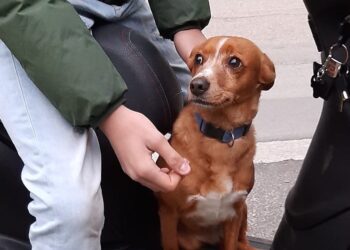 Siracusa. Si cerca la cagnolina Azzurra, contattare in numero telefonico 3662715051