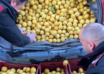 Noto. Fermati su un’auto con oltre 650 chilogrammi di limoni, denunciati dai Carabinieri