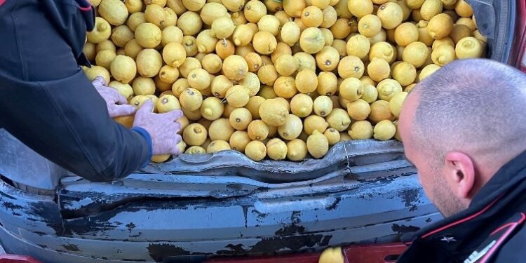 Noto. Fermati su un’auto con oltre 650 chilogrammi di limoni, denunciati dai Carabinieri