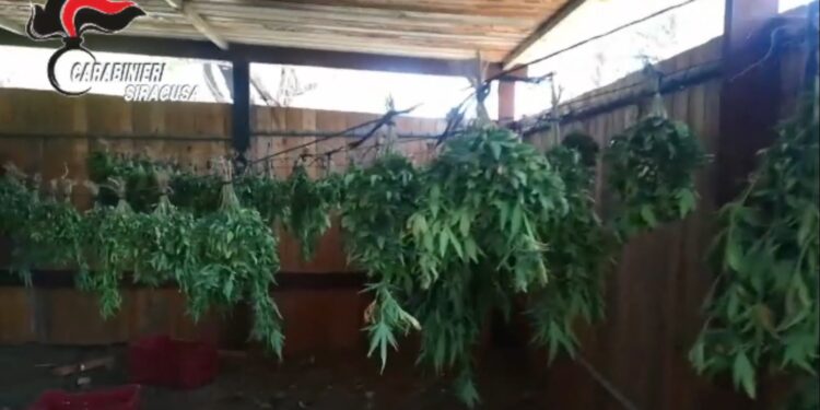 Priolo Gargallo. Marijuana e cocaina in un ovile, in manette un 58enne
